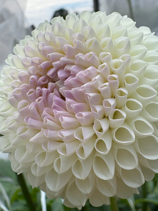 Hollyhill Miss White