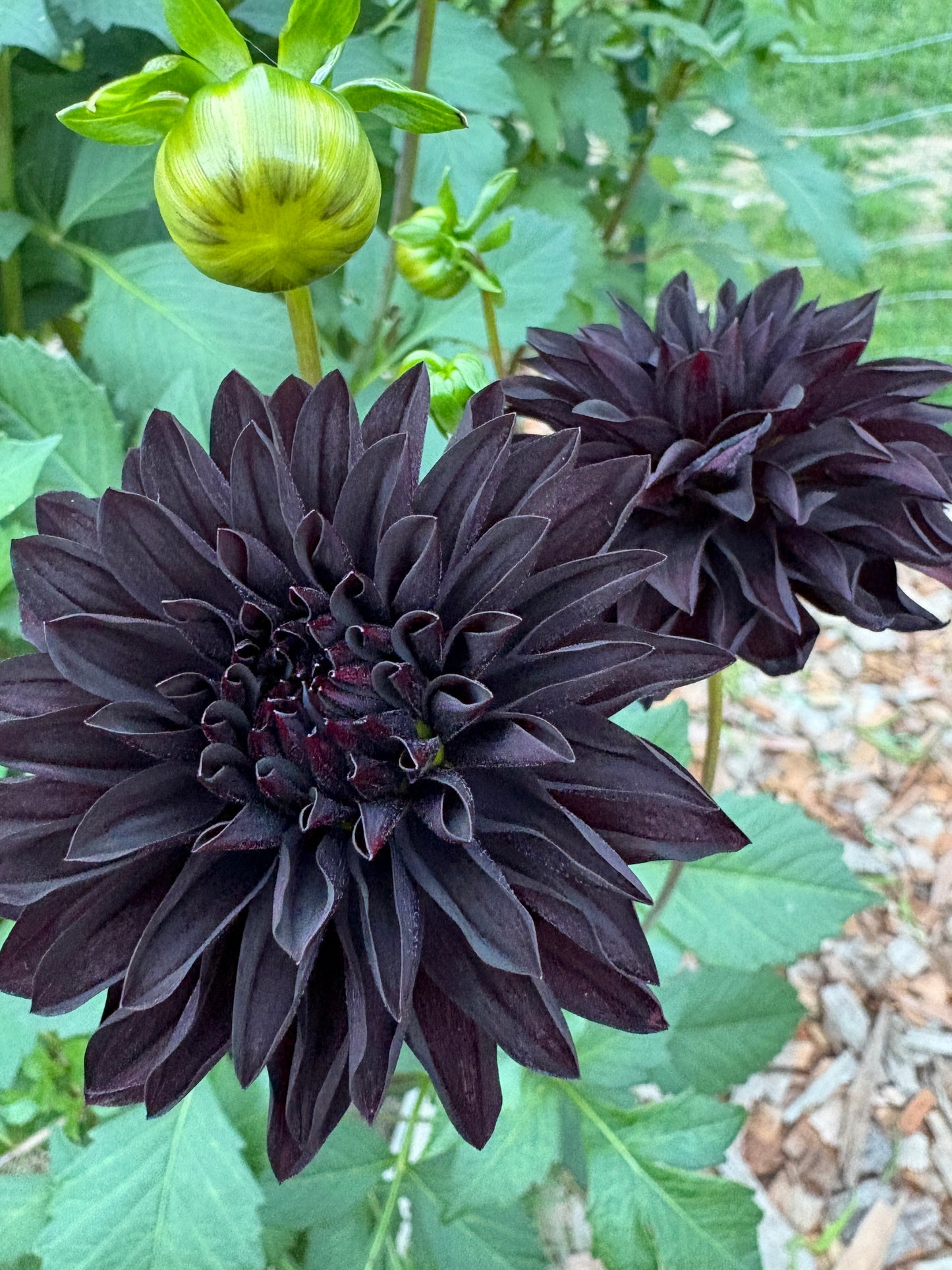 Czarny Charakter - LIMIT 1 per Household