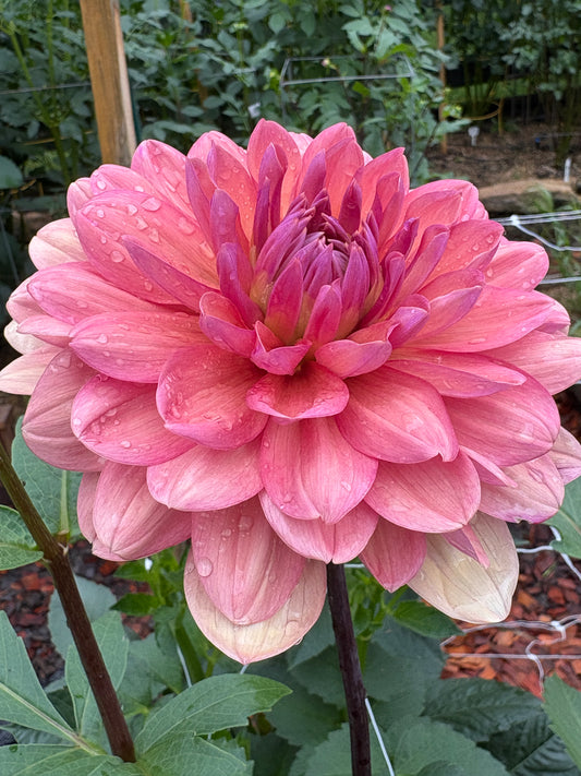 Chateau de la Bourdaisiere - LIMIT 1 per Household