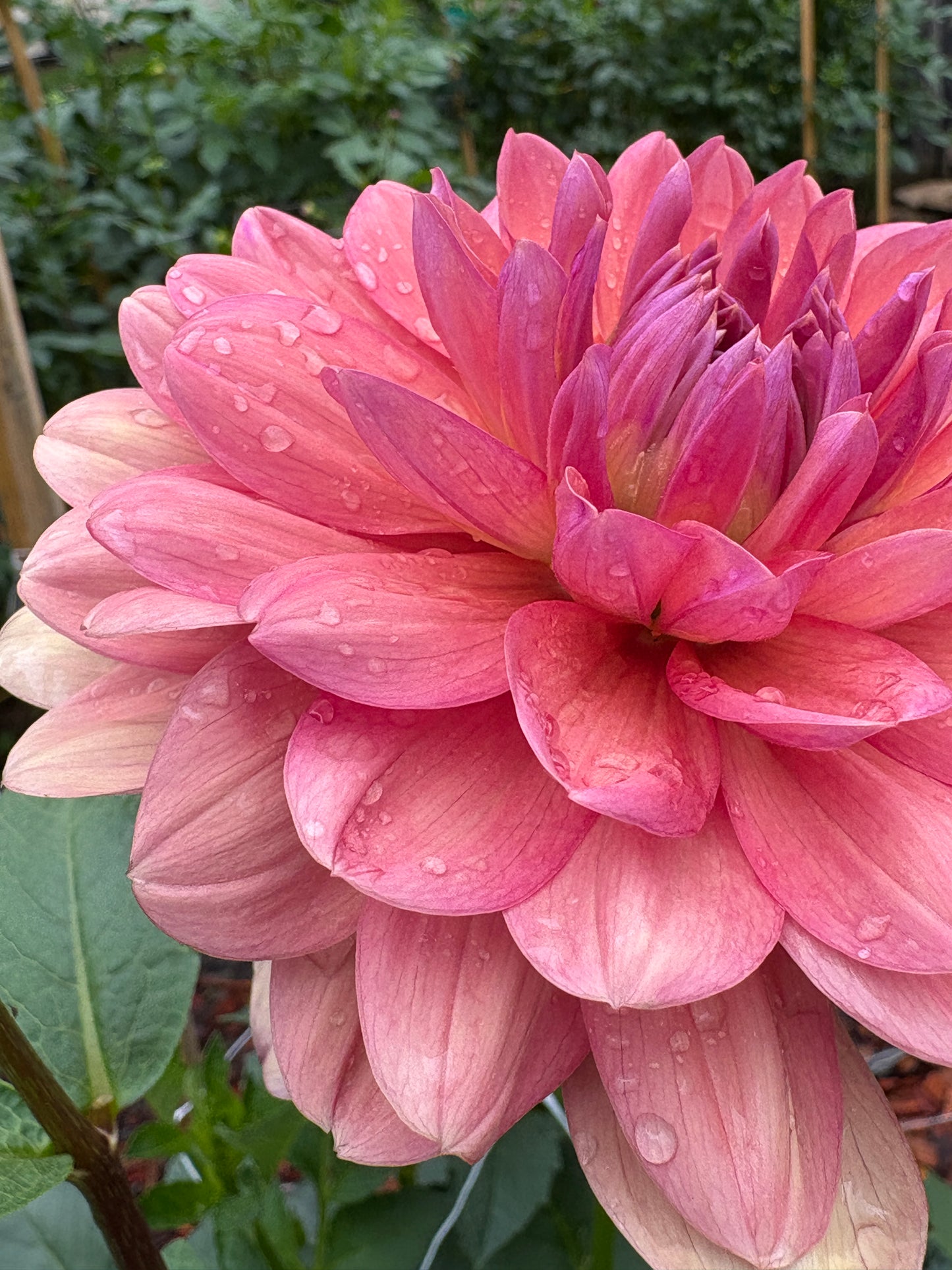 Chateau de la Bourdaisiere - LIMIT 1 per Household