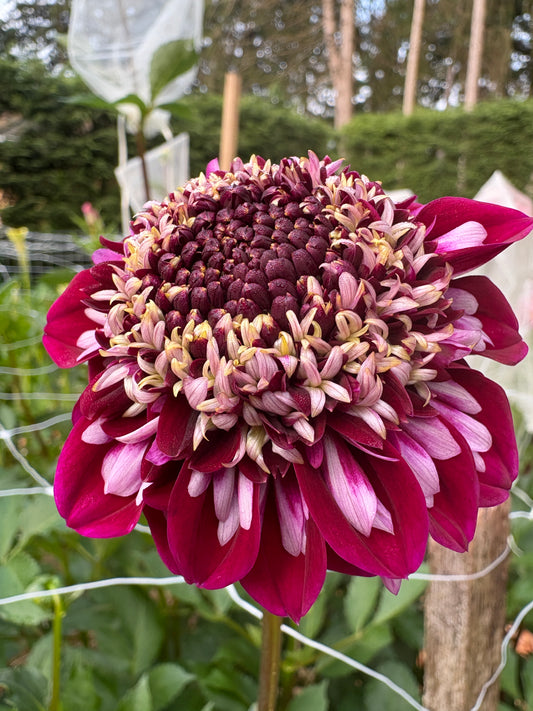 Rosie Raven - LIMIT 1 per Household