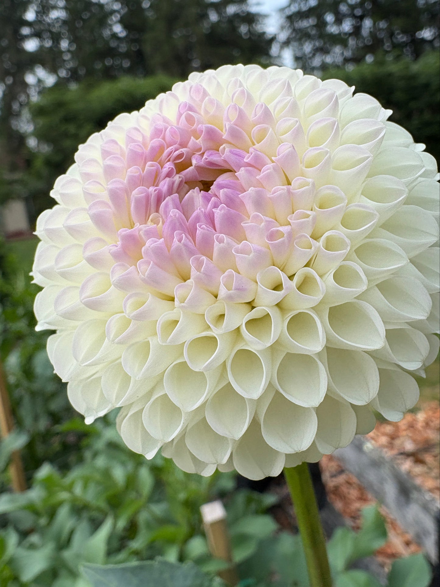 Hollyhill Miss White