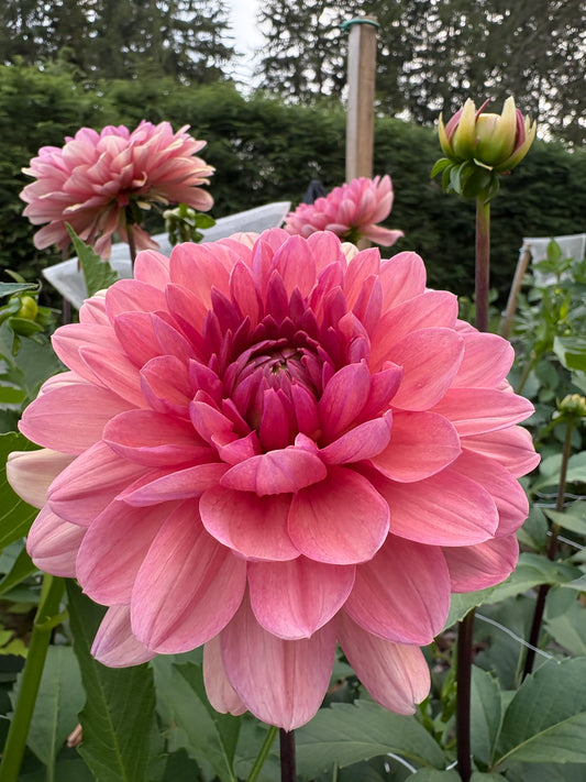 Chateau de la Bourdaisiere - LIMIT 1 per Household