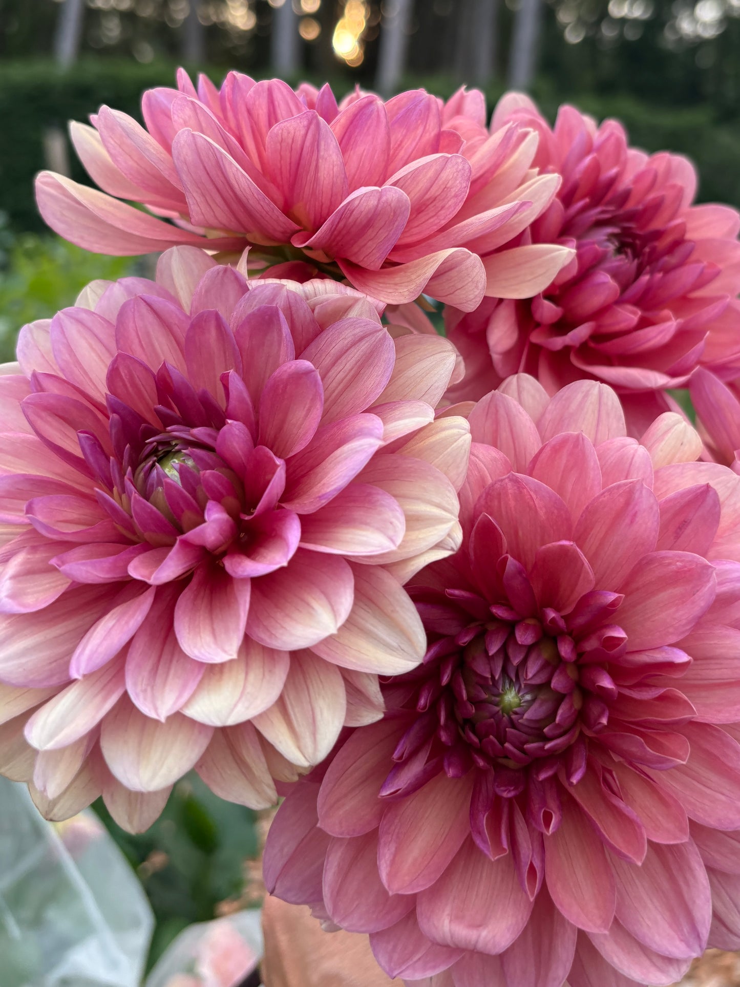 Chateau de la Bourdaisiere - LIMIT 1 per Household