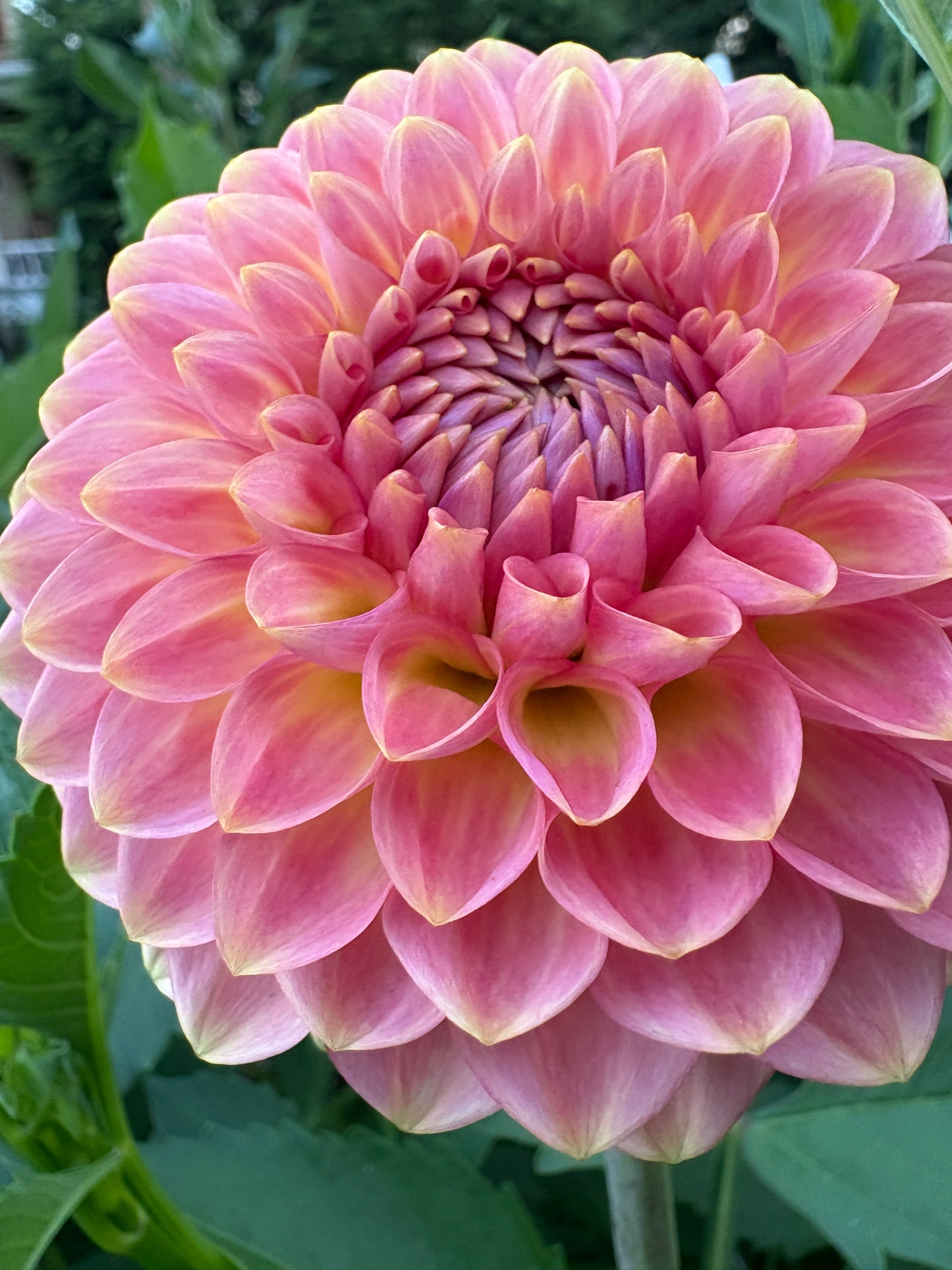 20th Avenue Softer Peach