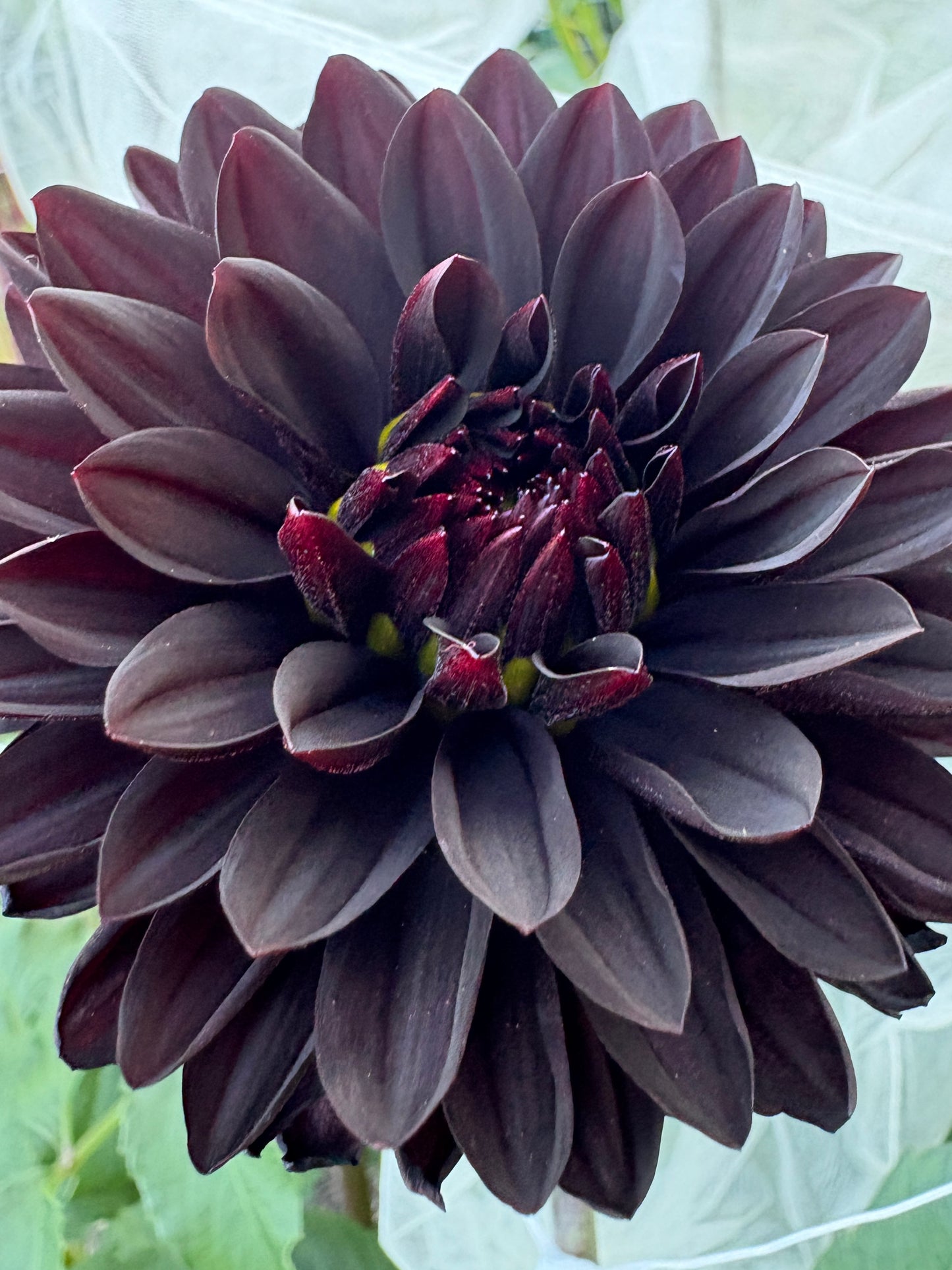 Czarny Charakter - LIMIT 1 per Household