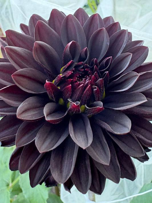 Czarny Charakter - LIMIT 1 per Household