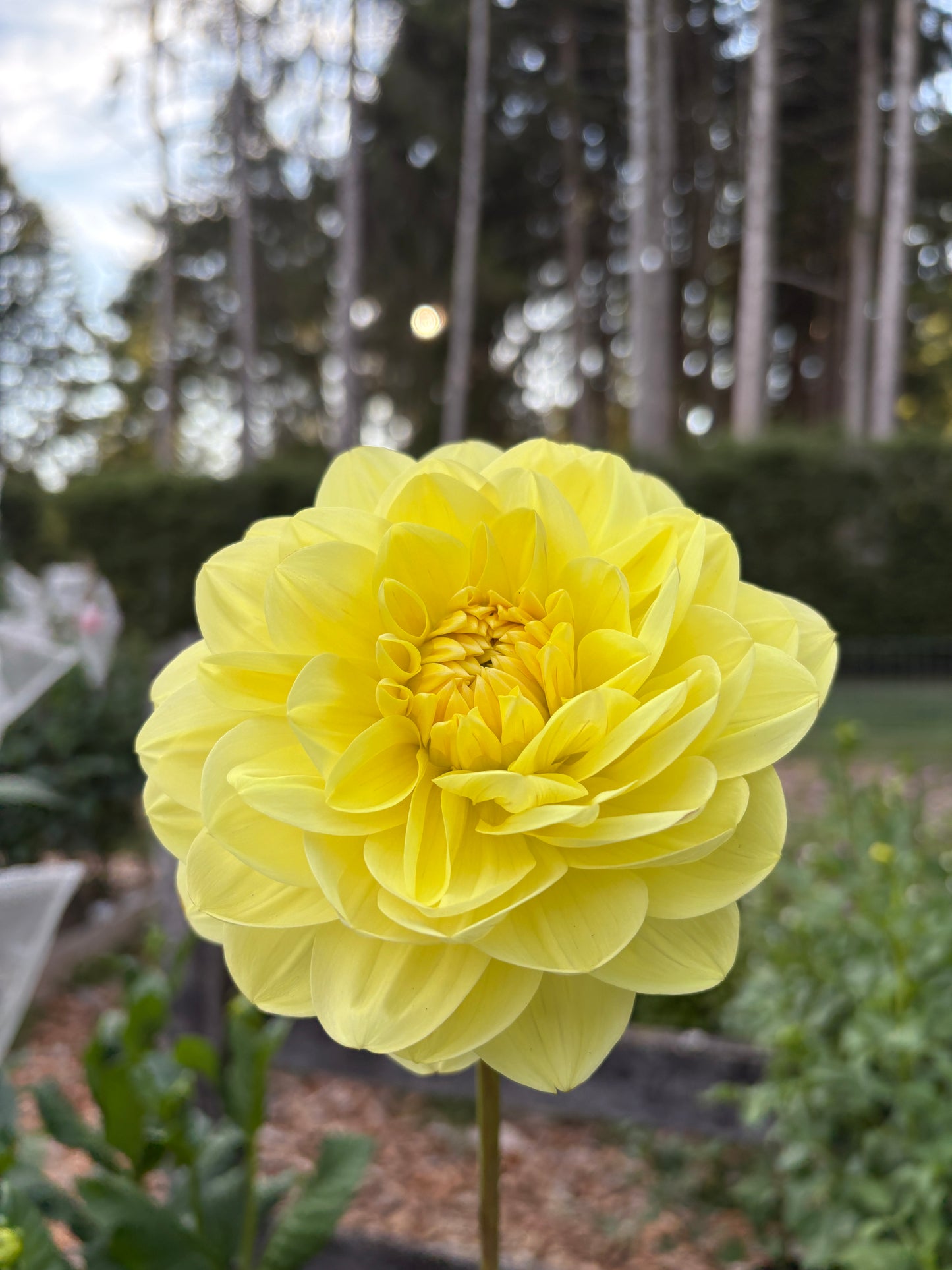 Glorie van Heemstede