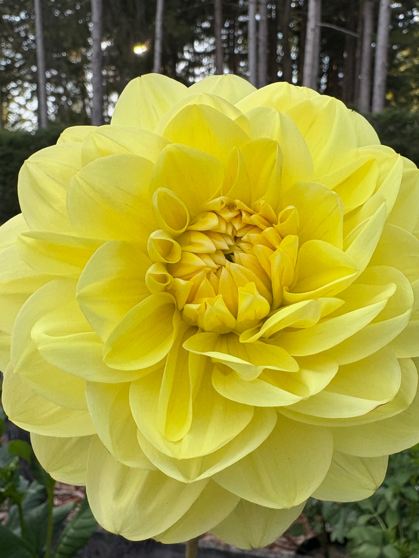 Glorie van Heemstede