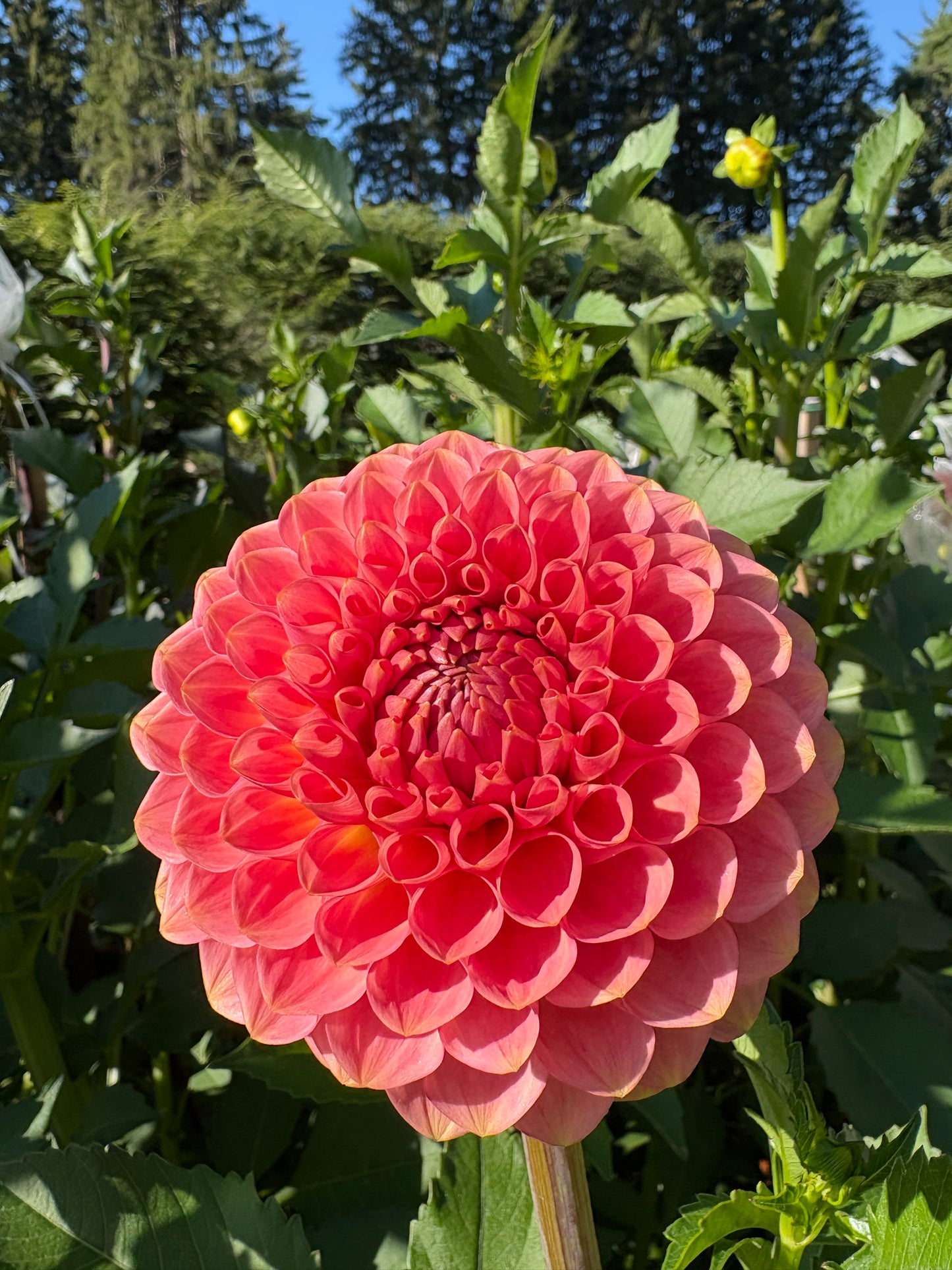 20th Avenue Softer Peach