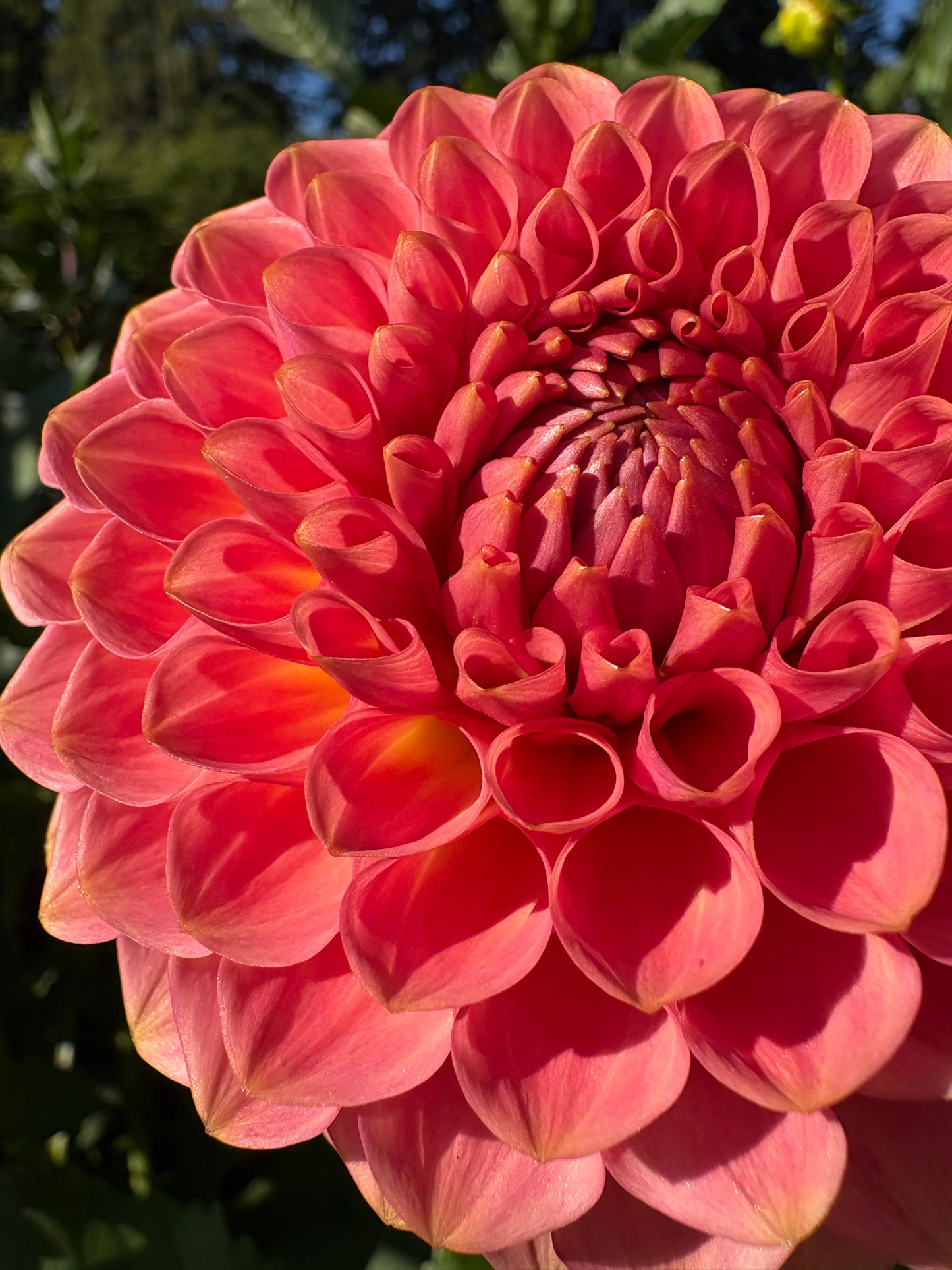 20th Avenue Softer Peach