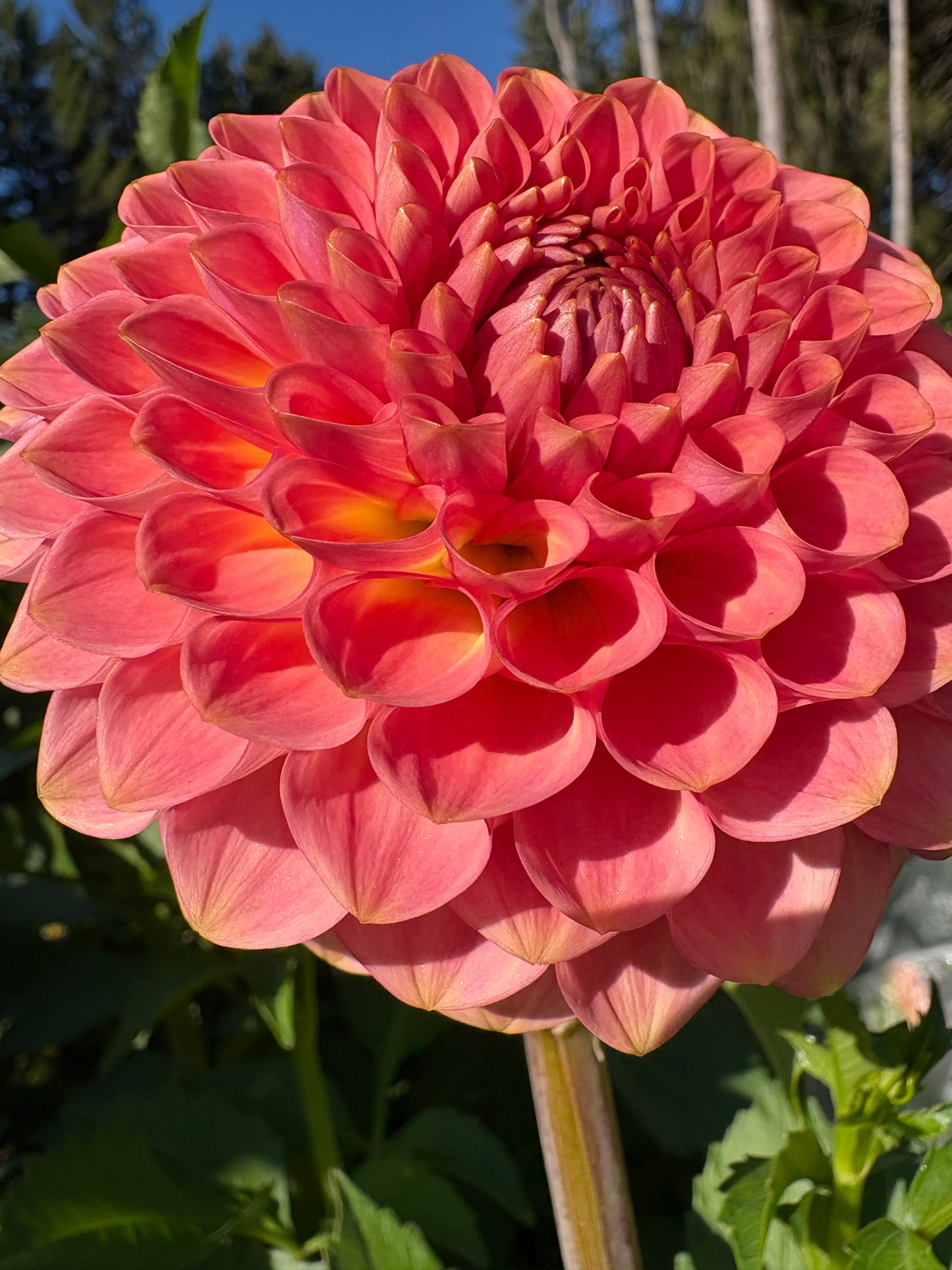 20th Avenue Softer Peach