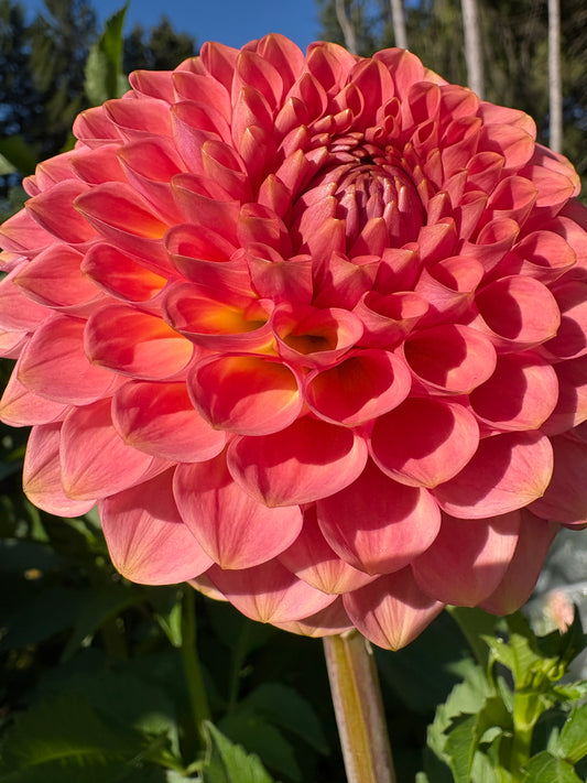 20th Avenue Softer Peach