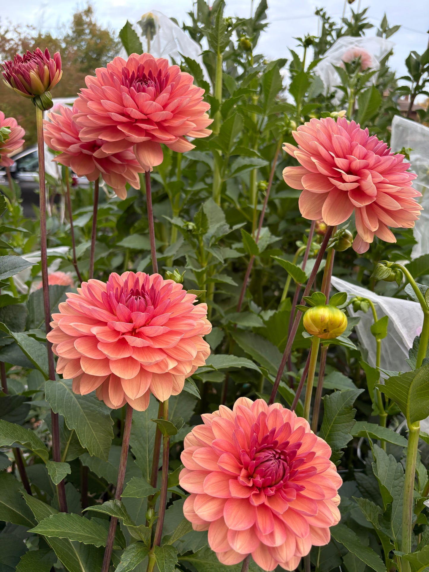 Chateau de la Bourdaisiere - LIMIT 1 per Household