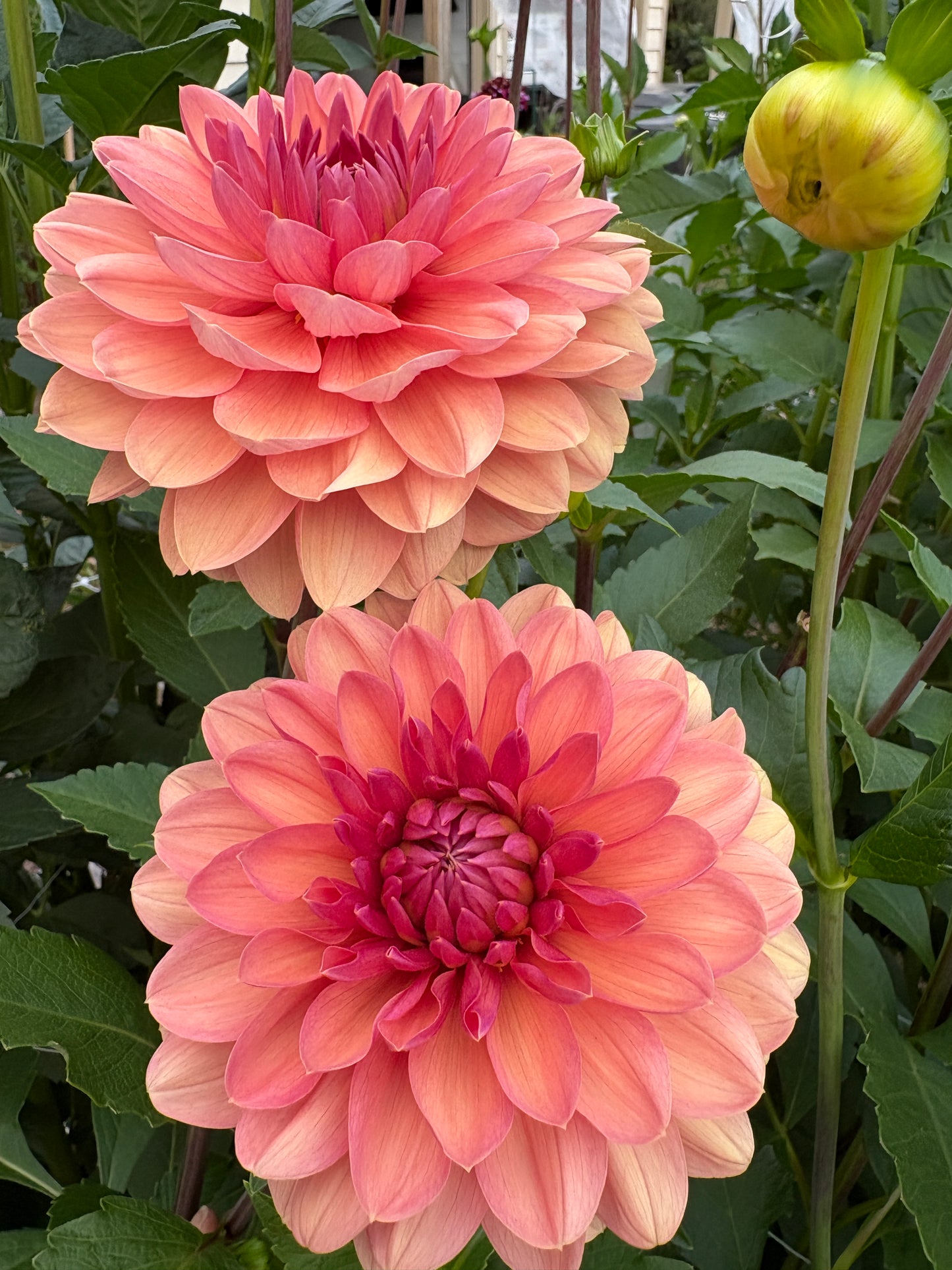 Chateau de la Bourdaisiere - LIMIT 1 per Household