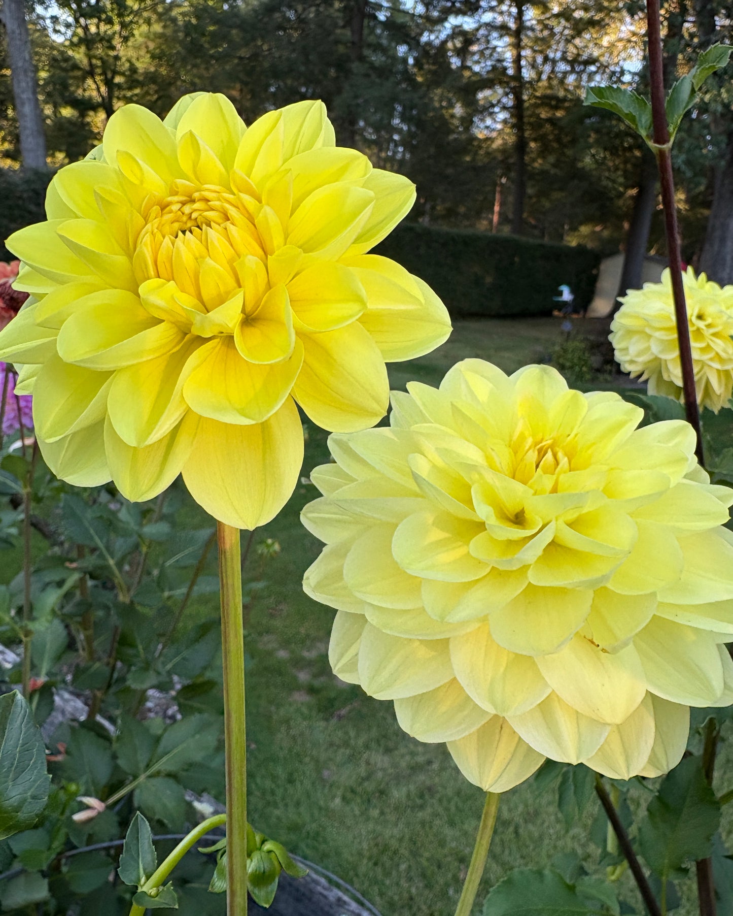 Glorie van Heemstede