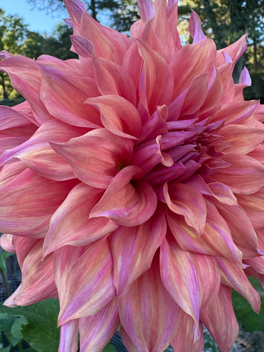 Penhill Dark Monarch