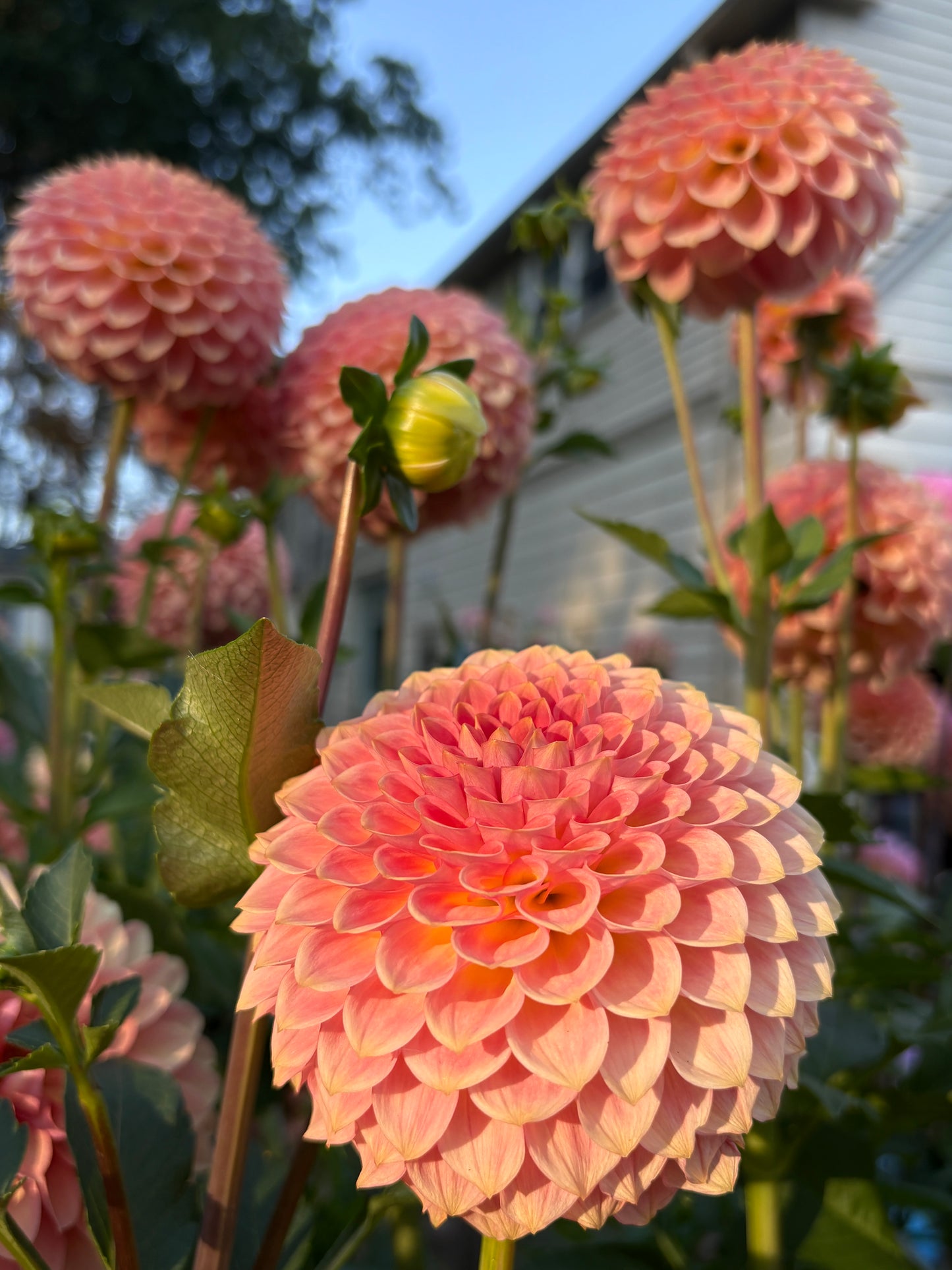 20th Avenue Softer Peach