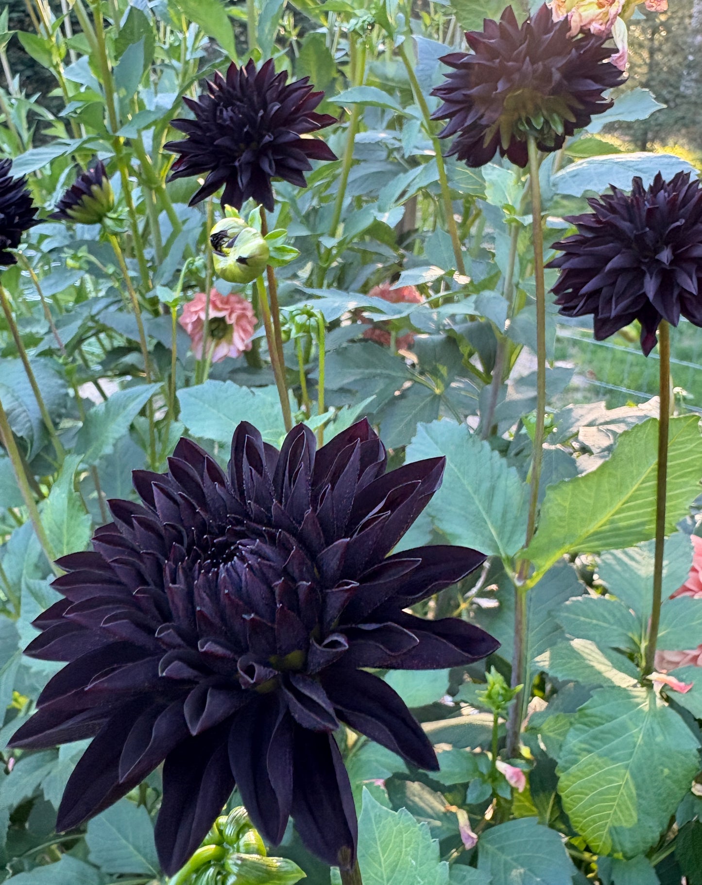 Czarny Charakter - LIMIT 1 per Household