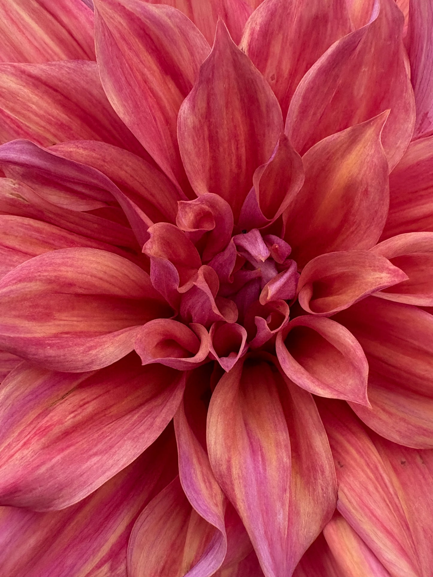 Penhill Dark Monarch