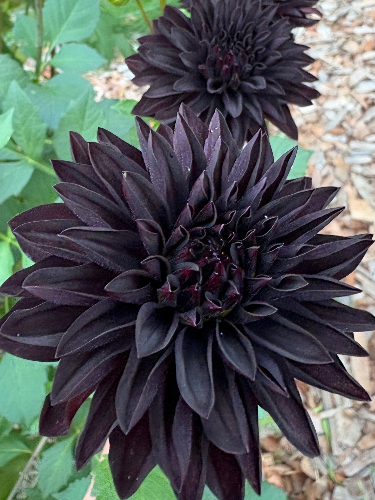 Czarny Charakter - LIMIT 1 per Household