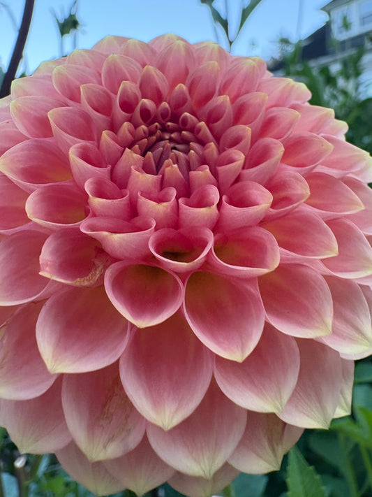 20th Avenue Softer Peach