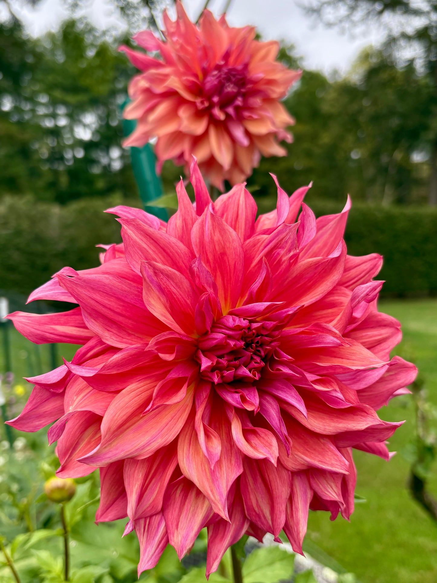 Penhill Dark Monarch