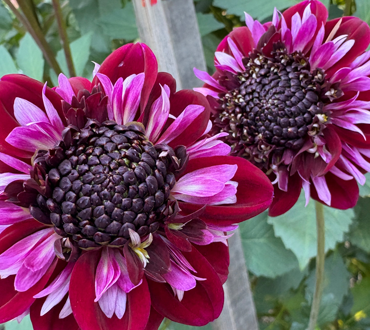 Rosie Raven - LIMIT 1 per Household